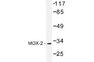 Image no. 1 for anti-Mesenchyme Homeobox 2 (MEOX2) antibody (ABIN272199)