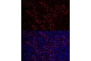 Immunofluorescence analysis of mouse kidney cells using  Rabbit pAb (ABIN3016811, ABIN3016812, ABIN3016813, ABIN1678723 and ABIN6219847) at dilution of 1:150 (40x lens). (AQP3 antibody  (AA 178-292))