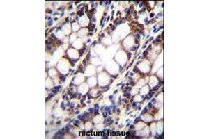 UQCRFS1 Antibody immunohistochemistry analysis in formalin fixed and paraffin embedded human rectum tissue followed by peroxidase conjugation of the secondary antibody and DAB staining. (UQCRFS1 antibody  (C-Term))