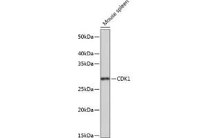 Western blot analysis of extracts of Mouse spleen, using CDK1 Rabbit mAb (ABIN7266576) at 1:1000 dilution.