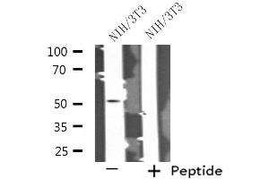 Western blot analysis of extracts from NIH/3T3 cells, using SEPT14 antibody. (Septin 14 antibody  (C-Term))