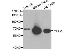Western blot analysis of extracts of various cell lines, using MPP2 antibody. (MPP2 antibody)