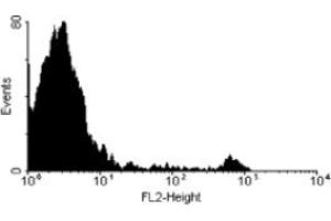 ABIN120523 (MOUSE ANTI RAT CD161:RPE) staining of rat splenocytes. (CD161 antibody  (PE))