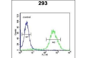 CCR1 Antibody (N-term) (ABIN651052 and ABIN2840048) flow cytometric analysis of 293 cells (right histogram) compared to a negative control cell (left histogram). (CCR1 antibody  (N-Term))