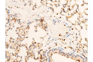 ABIN6267286 at 1/100 staining mouse lung tissue sections by IHC-P. (TRKA antibody  (pTyr681, Tyr680))