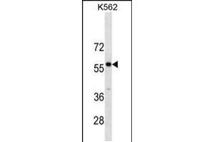 Western blot analysis in K562 cell line lysates (35ug/lane). (PBX3 antibody  (N-Term))