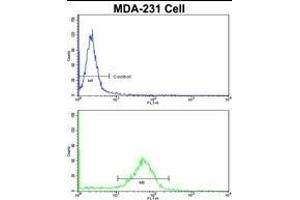 Flow cytometric analysis of MDA-231 cells using BARON Antibody (N-term)(bottom histogram) compared to a negative control cell (top histogram). (Rubicon antibody  (N-Term))