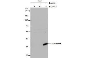 WB Image Annexin II antibody detects Annexin II protein by western blot analysis. (Annexin A2 antibody)