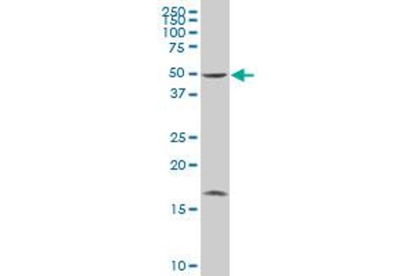 HARS2 antibody  (AA 2-110)