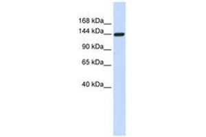 Image no. 1 for anti-Dishevelled Associated Activator of Morphogenesis 1 (DAAM1) (AA 396-445) antibody (ABIN6741284) (DAAM1 antibody  (AA 396-445))