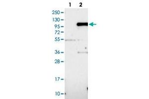 Western blot analysis of HEK293T cell lysate using IFI16 polyclonal antibody . (IFI16 antibody)
