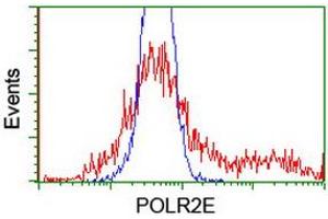 HEK293T cells transfected with either RC201266 overexpress plasmid (Red) or empty vector control plasmid (Blue) were immunostained by anti-POLR2E antibody (ABIN2454321), and then analyzed by flow cytometry. (POLR2E antibody)