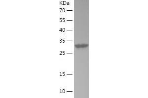 Western Blotting (WB) image for Transition Protein 1 (During Histone To Protamine Replacement) (TNP1) (AA 1-55) protein (His-IF2DI Tag) (ABIN7283922) (TNP1 Protein (AA 1-55) (His-IF2DI Tag))