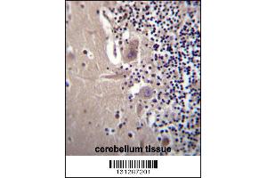 CRYBA1 Antibody immunohistochemistry analysis in formalin fixed and paraffin embedded human cerebellum tissue followed by peroxidase conjugation of the secondary antibody and DAB staining. (CRYBA1 antibody  (AA 104-133))