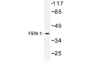 Image no. 1 for anti-Flap Structure-Specific Endonuclease 1 (FEN1) antibody (ABIN272186) (FEN1 antibody)
