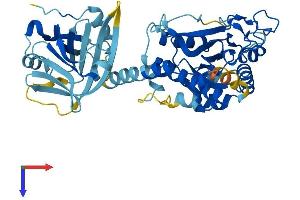 IFI44L Protein (AA 1-452) (His tag)
