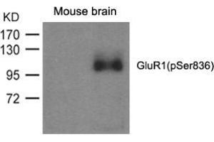 Western blot analysis of extracts from mouse brain and using GluR1 (phospho-Ser836). (Glutamate Receptor 1 antibody  (pSer836))