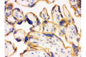 Anti- SHC1 Picoband antibody, IHC(F) IHC(F): Human Placenta Tissue (SHC1 antibody  (C-Term))