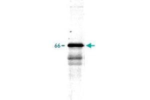 Western blot of whole rat spinal cord homogenate stained with Ina polyclonal antibody , at dilution of 1 : 20,000.