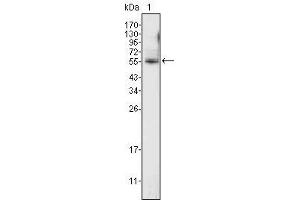 Western Blot showing using ETV4 antibody used against K562 cell lysate (1). (ETV4 antibody  (AA 50-109))