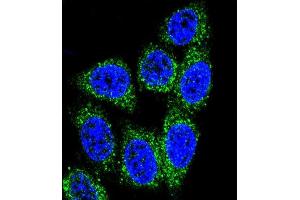 Confocal immunofluorescent analysis of MUTYH Antibody (Center) (ABIN653106 and ABIN2842694) with Hela cell followed by Alexa Fluor® 488-conjugated goat anti-rabbit lgG (green). (MUTYH antibody  (AA 341-367))