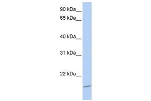 Western Blotting (WB) image for anti-Achaete-Scute Complex Homolog 4 (ASCL4) antibody (ABIN2459451) (ASCL4 antibody)