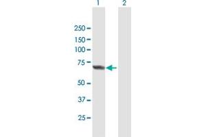 Western Blotting (WB) image for anti-Amyloid beta Precursor Protein (Cytoplasmic Tail) Binding Protein 2 (APPBP2) (AA 1-585) antibody (ABIN948949)