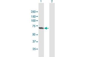 Western Blot analysis of APPBP2 expression in transfected 293T cell line by APPBP2 MaxPab polyclonal antibody. (APPBP2 antibody  (AA 1-585))