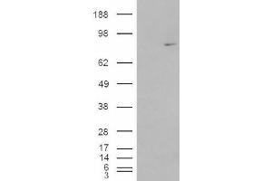 Image no. 1 for anti-Methylphosphate Capping Enzyme (MEPCE) (Internal Region) antibody (ABIN374909) (MEPCE antibody  (Internal Region))