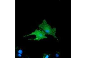 Anti-BIN3 mouse monoclonal antibody (ABIN2453912) immunofluorescent staining of COS7 cells transiently transfected by pCMV6-ENTRY BIN3 (RC203378). (BIN3 antibody)