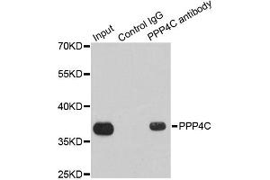 Immunoprecipitation analysis of 200ug extracts of 293T cells using 1ug PPP4C antibody. (PPP4C antibody)
