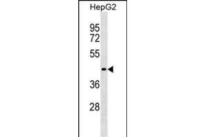 ZBTB26 Antibody (N-term) (ABIN1538960 and ABIN2849798) western blot analysis in HepG2 cell line lysates (35 μg/lane). (ZBTB26 antibody  (N-Term))