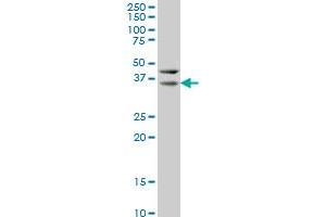 HEYL antibody  (AA 221-327)