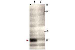 Western blot using  protein A purified anti-CENP-Q antibody shows detection of endogenous CENP-Q in a HeLa whole cell lysate (lane 1, arrowhead).