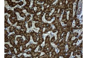 Immunohistochemistry (IHC) image for anti-Acyl-CoA Dehydrogenase, C-2 To C-3 Short Chain (Acads) (AA 34-260) antibody (ABIN1491430) (ACADS antibody  (AA 34-260))