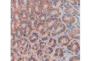 Used in DAB staining on fromalin fixed paraffin- embedded Kidney tissue (TLR9 antibody  (AA 26-332))