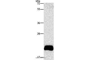 Western blot analysis of PC3 cell, using APOBEC3C Polyclonal Antibody at dilution of 1:420