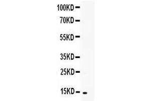 TNFSF18 antibody  (AA 70-199)