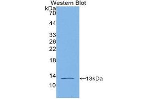 Western Blotting (WB) image for anti-C-Fos Induced Growth Factor (Vascular Endothelial Growth Factor D) (Figf) (AA 93-201) antibody (ABIN1078655) (VEGFD antibody  (AA 93-201))
