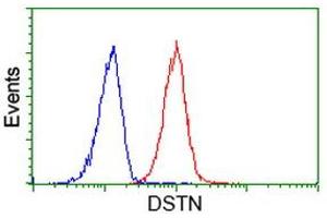 Image no. 2 for anti-Destrin (Actin Depolymerizing Factor) (DSTN) antibody (ABIN1497907) (Destrin antibody)