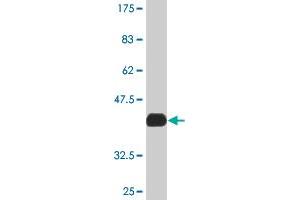 Western Blot detection against Immunogen (37. (MAPK6 antibody  (AA 612-721))