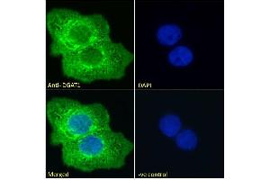 ABIN190886 Immunofluorescence analysis of paraformaldehyde fixed A431 cells, permeabilized with 0. (DGAT1 antibody  (Internal Region))