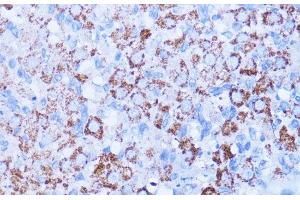 Immunohistochemistry of paraffin-embedded Rat ovary using ISG15 Polyclonal Antibody at dilution of 1:100 (40x lens). (ISG15 antibody)