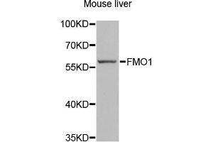 Western blot analysis of extracts of mouse liver, using FMO1 antibody (ABIN2562632) at 1:1000 dilution. (FMO1 antibody)