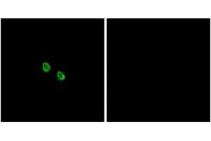 Immunofluorescence analysis of HepG2 cells, using MRGX1 Antibody. (MRGPRX1 antibody  (AA 271-320))