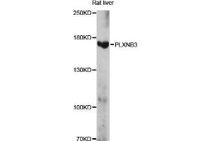 Western blot analysis of extracts of rat liver, using PLXNB3 antibody (ABIN6291674) at 1:1000 dilution.