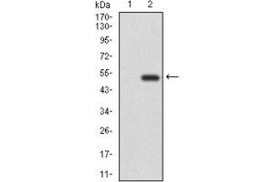Western Blotting (WB) image for anti-CD6 (CD6) (AA 472-668) antibody (ABIN1846113) (CD6 antibody  (AA 472-668))