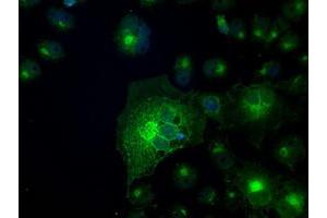 Anti-SLC2A5 mouse monoclonal antibody (ABIN2453646) immunofluorescent staining of COS7 cells transiently transfected by pCMV6-ENTRY SLC2A5 (RC200418). (SLC2A5 antibody)