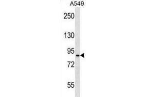 Western Blotting (WB) image for anti-Pannexin 2 (PANX2) antibody (ABIN3000759) (Pannexin 2 antibody)