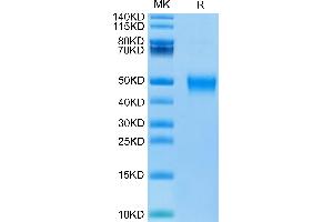 Biotinylated Human KIR2DL5 on Tris-Bis PAGE under reduced condition. (KIR2DL5A Protein (AA 22-240) (His-Avi Tag,Biotin))